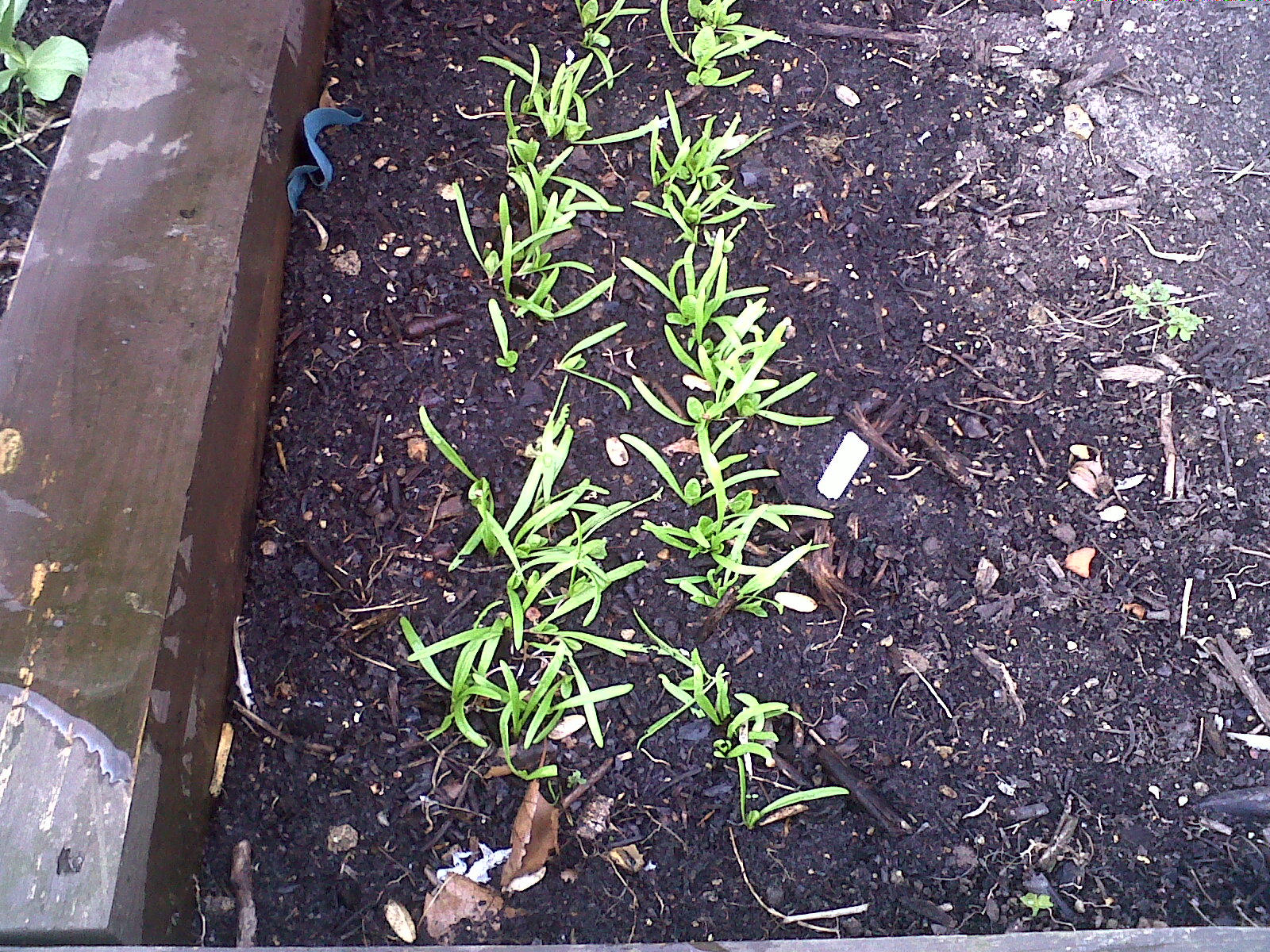 spinach seedlings