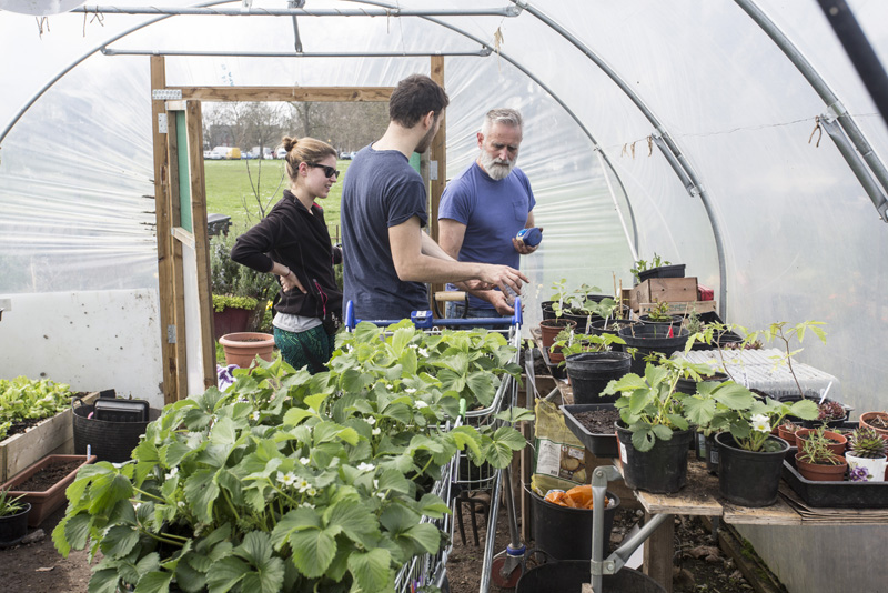 Growing plants in the polytunnel