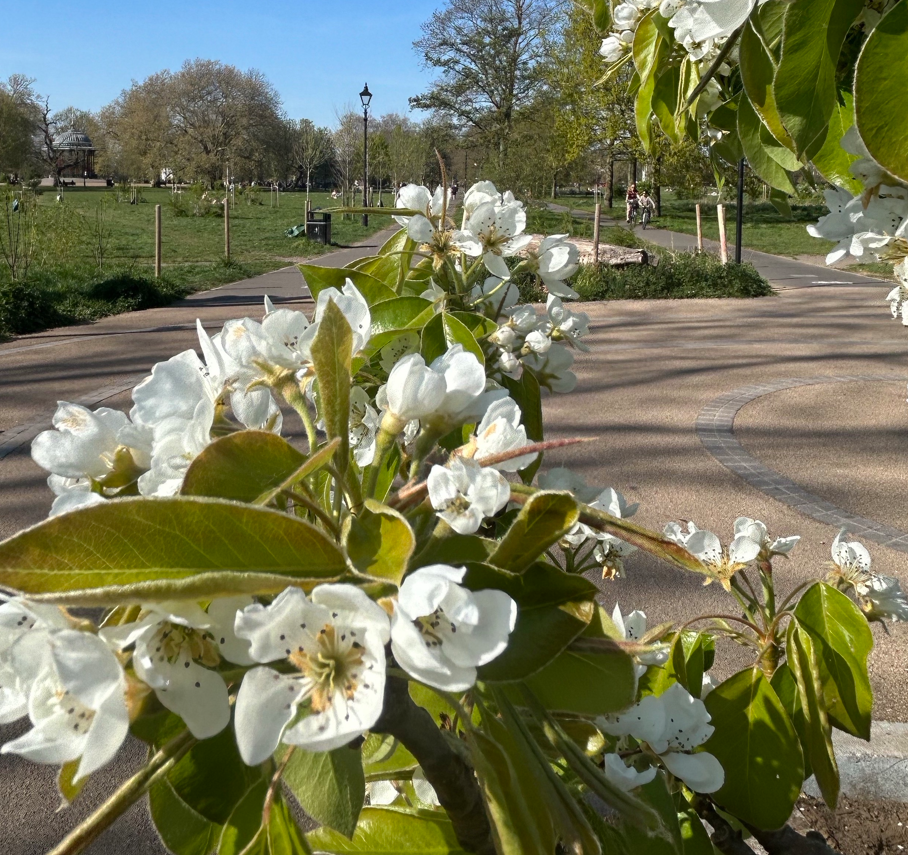 Fruit Tree Planting
