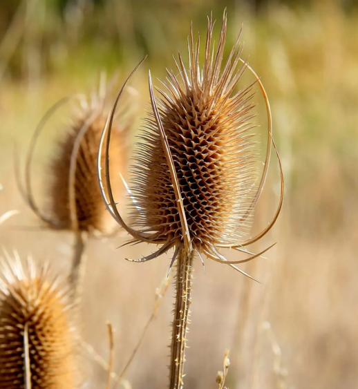 Community Gardens & Allotment Weeds